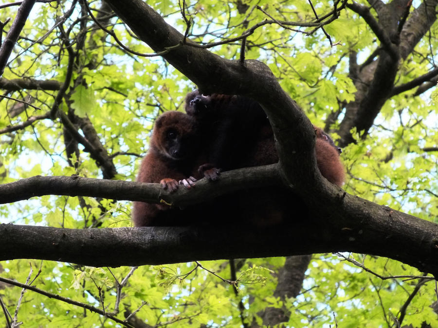 Lemurs