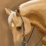 Palomino Horse