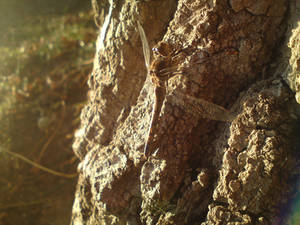 Dragonfly in the November sun