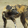 Miss Floppy Ears the African Wild Dog