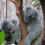 Cute and Grumpy Koalas