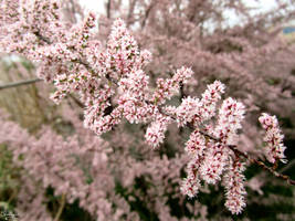 Catch a Falling Star