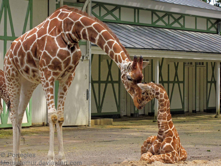 The Love of a Giraffe