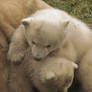 Polar Bear Cubs playing