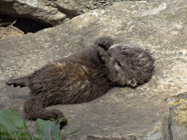 Baby Fuzzy Paws