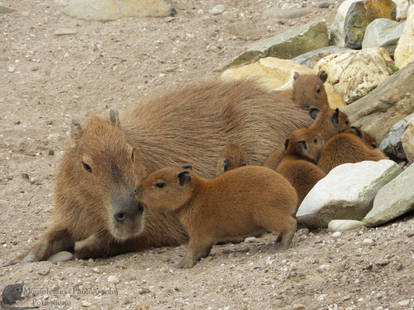 Capybaras by Daieny on DeviantArt