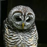 Confessions of a Slightly Neurotic Owl