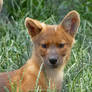 Mad About The Dhole