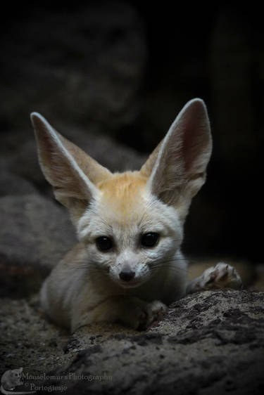 Handmade Fully Poseable Baby Fennec Fox! by Wood-Splitter-Lee on DeviantArt