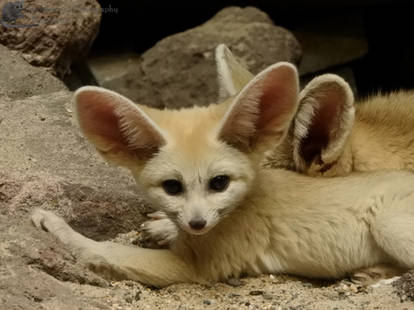 Explore the Best Fennecus Art | DeviantArt Explore the Best Fennecus Art | DeviantArt