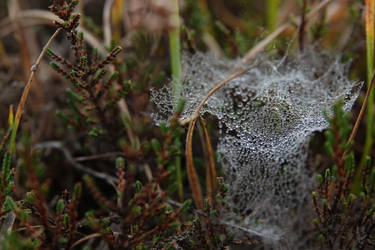 Lenstober #14 Cobwebs