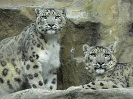 A Tremble Through Our Lives