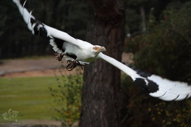 Flying Into The Wind