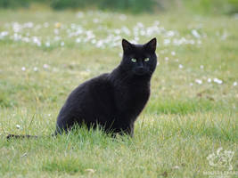 Lucky Is Meeting A Black Cat