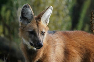 They Refuse To Slip Away