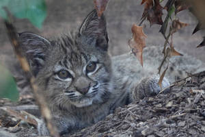 I Didn't Get A Thing At All