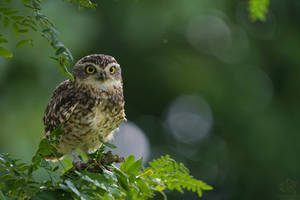 Crystal Heaven Seems Near To Me