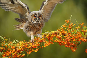 We Go A-Riding With The Brothers