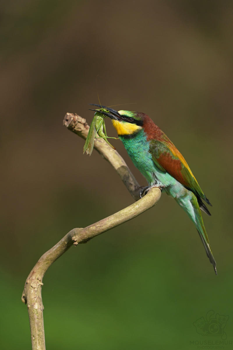 Chewing On Your Bait