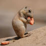 Black-Tailed Prairie Dog