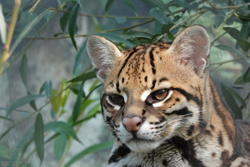 Ocelot Rapper Ocelot by Mouselemur on DeviantArt