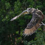 Eurasian Eagle-OWl