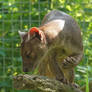 Fossa