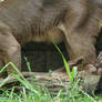 Fossa and kit