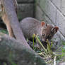 Fossa kit