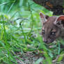 Fossa kit
