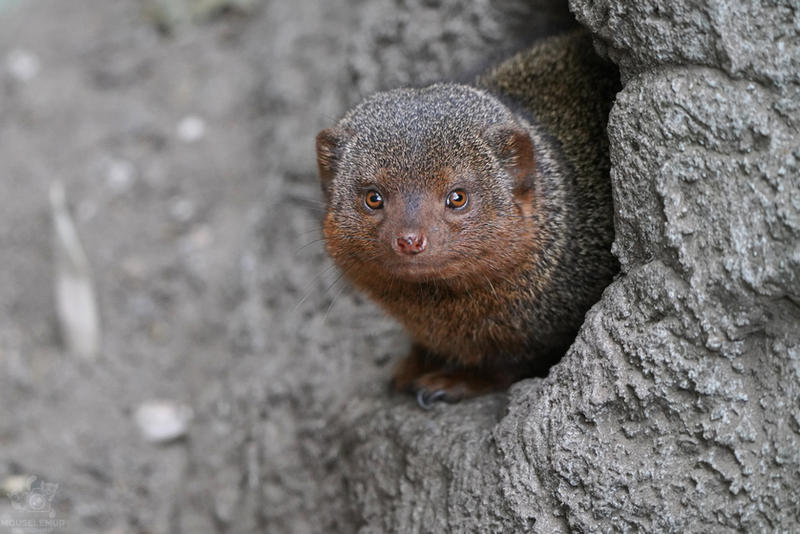 Dwarf Mongoose