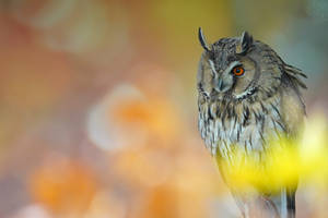 Long-Eared Owl