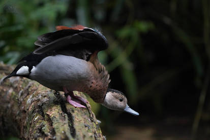 Ringed Teal