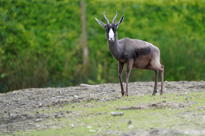 Springbok Abstract Springbok by Mouselemur on DeviantArt