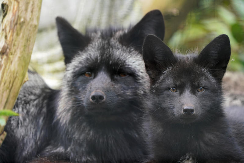 Silver Fox with kit by Mouselemur on DeviantArt