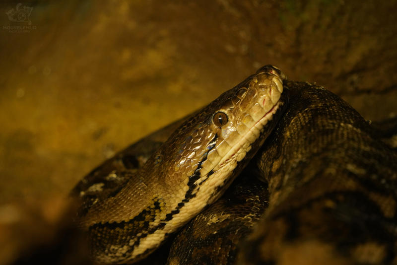 Asiatic Reticulated Python by Mouselemur on DeviantArt