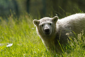 Polar bear cub