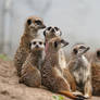 Meerkats