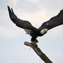 Bald Eagle