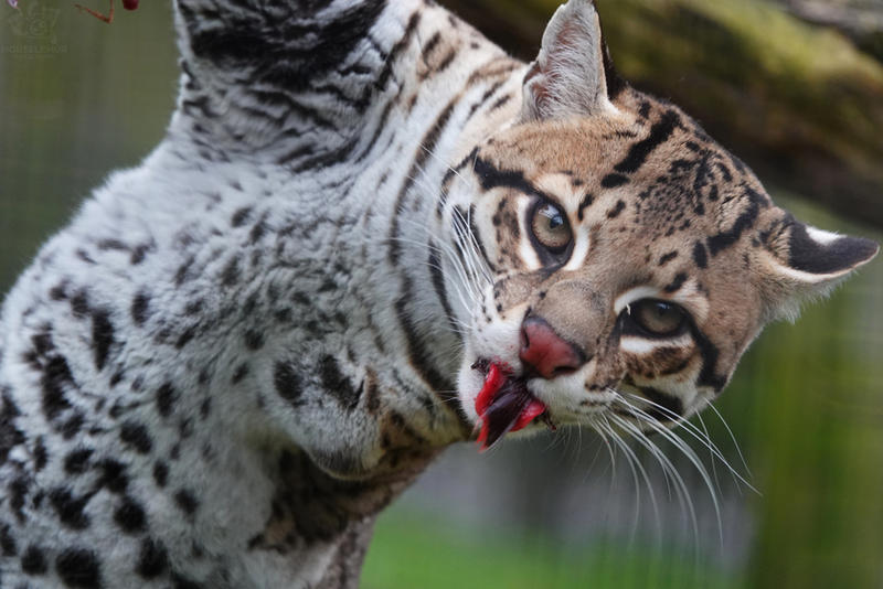 Ocelot Rapper Ocelot by Mouselemur on DeviantArt