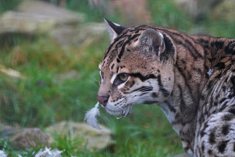 Ocelot Doing Math Ocelot by Mouselemur on DeviantArt
