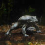 Titicaca Water Frog