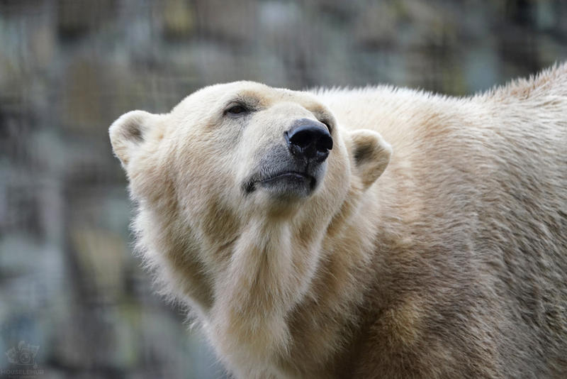 Polar Bear by Mouselemur on DeviantArt