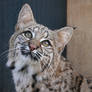 Bobcat kitten