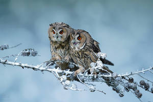 Long-Eared Owl