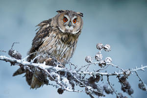 Long-Eared Owl