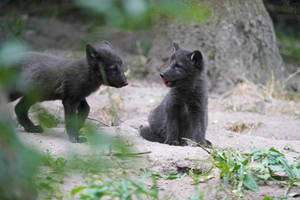 Arctic Fox kits