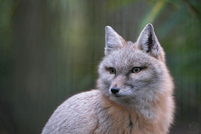 Corsac Fox by Mouselemur on DeviantArt