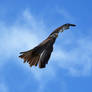 Red Kite