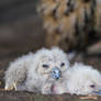 Eurasian Eagle-Owlets